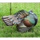 Ocellated Ocellated